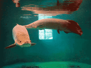 pic: Pirarucu swims in fish tank settled in Aquarium